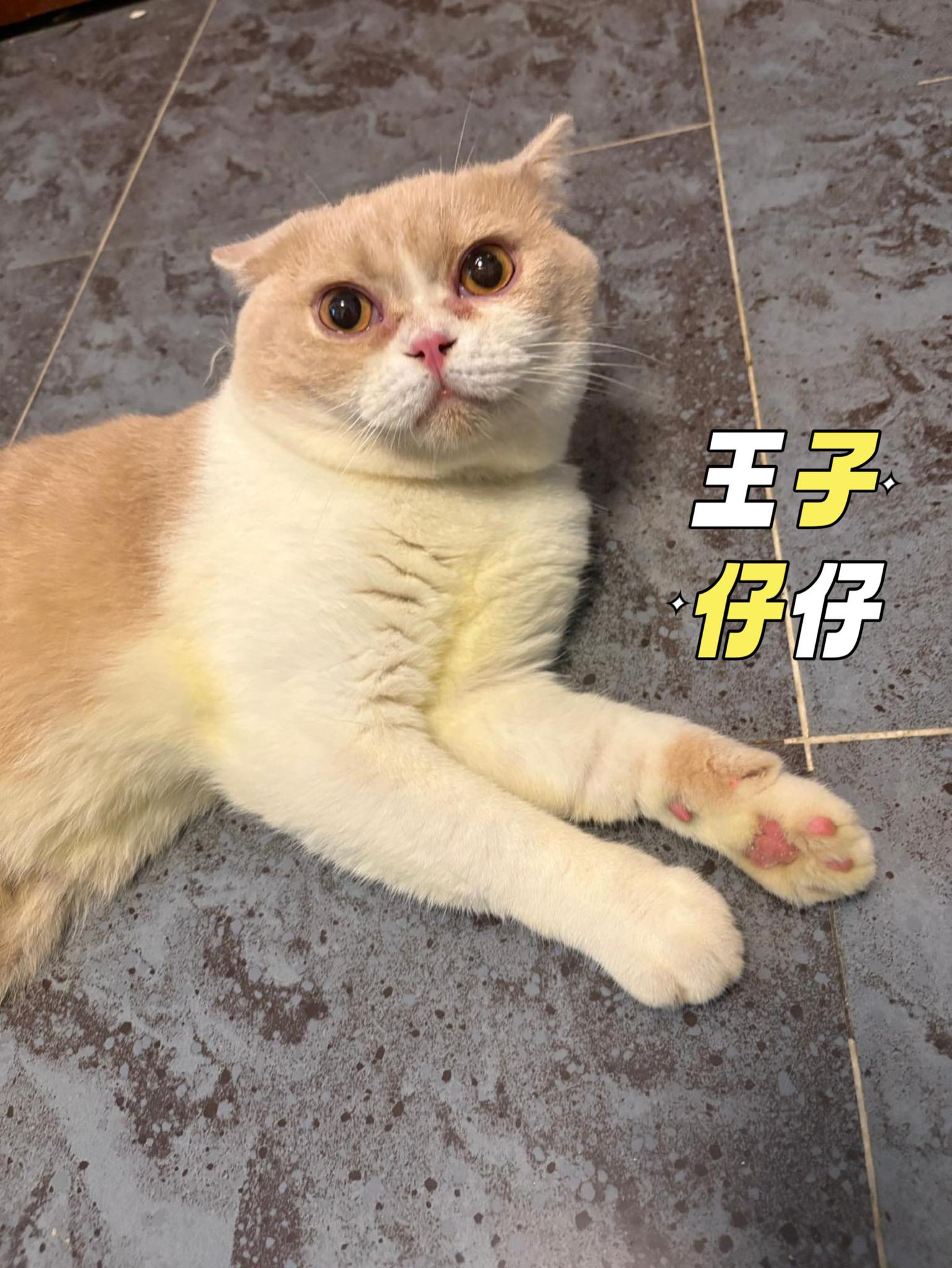 王子